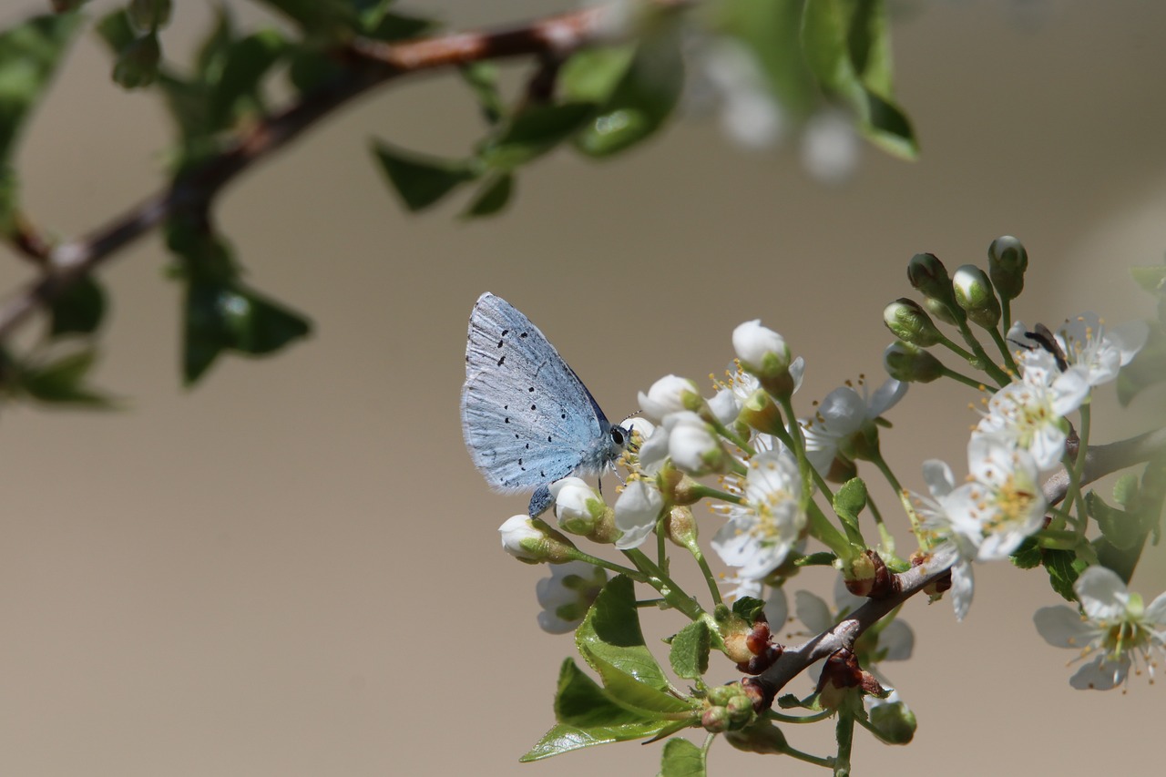 The Link Between Overconsumption and Biodiversity Loss